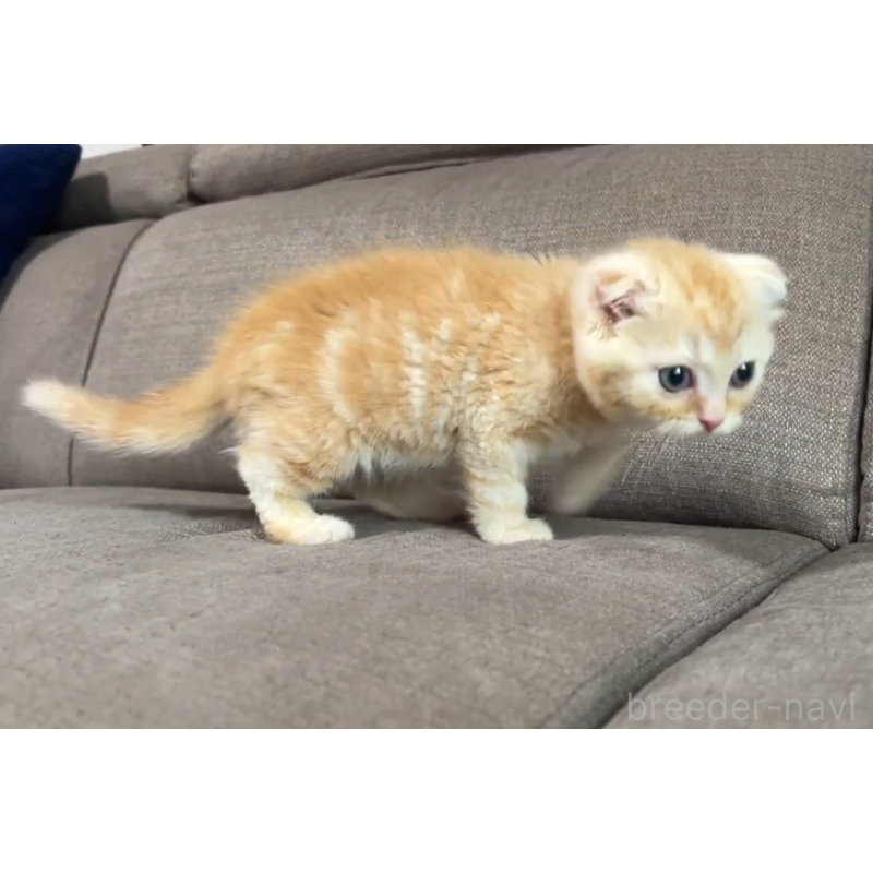 販売中の茨城県のスコティッシュフォールド(折れ耳)-139577の3枚目