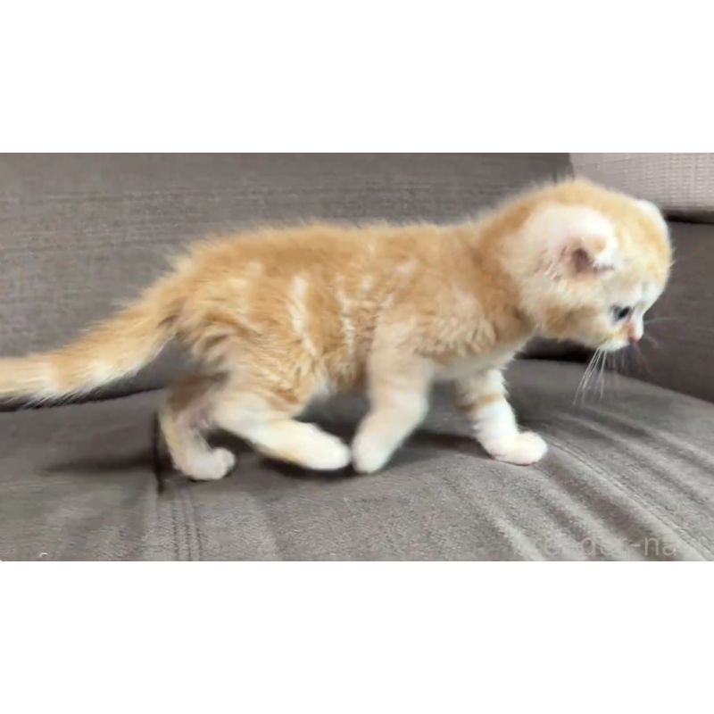 販売中の茨城県のスコティッシュフォールド(折れ耳)-139577の2枚目