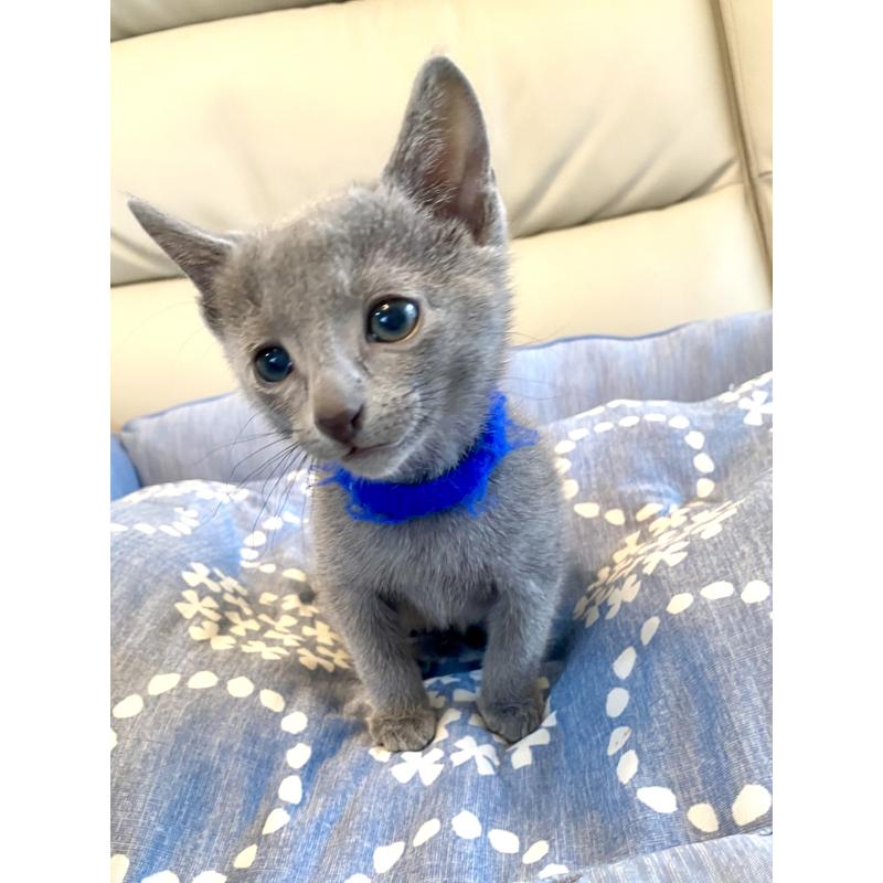 販売中の東京都のロシアンブルー-136803の13枚目