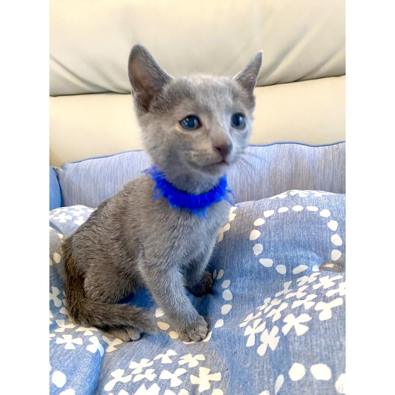 販売中の東京都のロシアンブルー-136803の12枚目