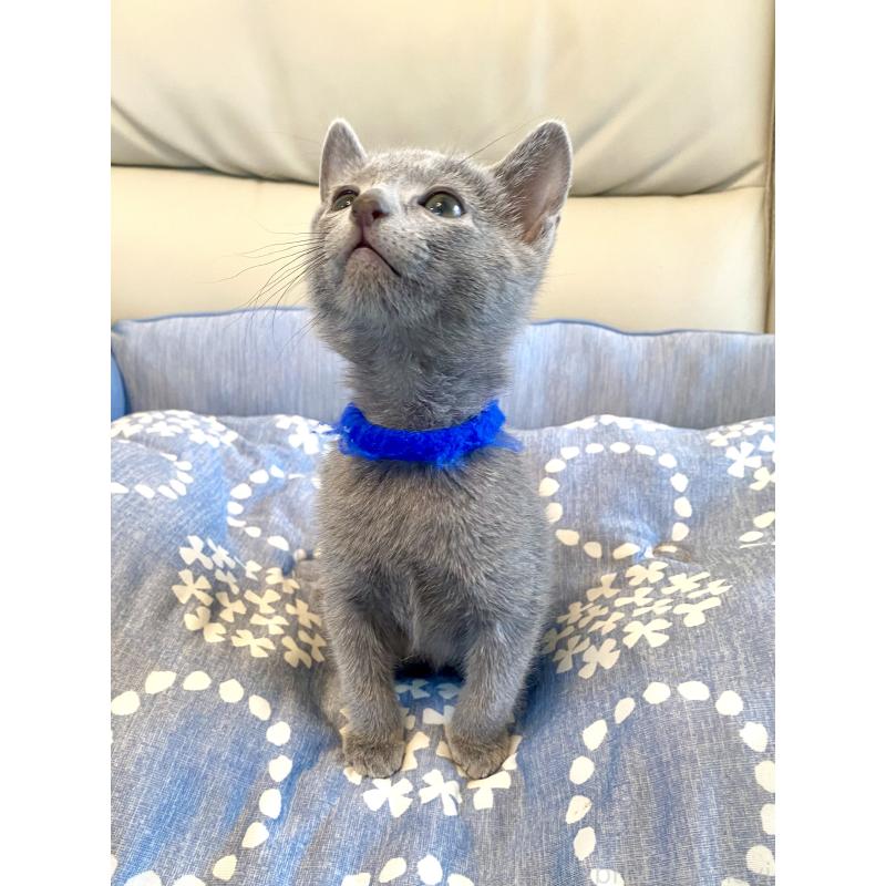 販売中の東京都のロシアンブルー-136803の11枚目