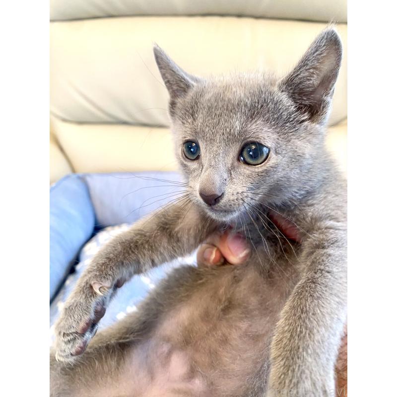 販売中の東京都のロシアンブルー-136803の10枚目