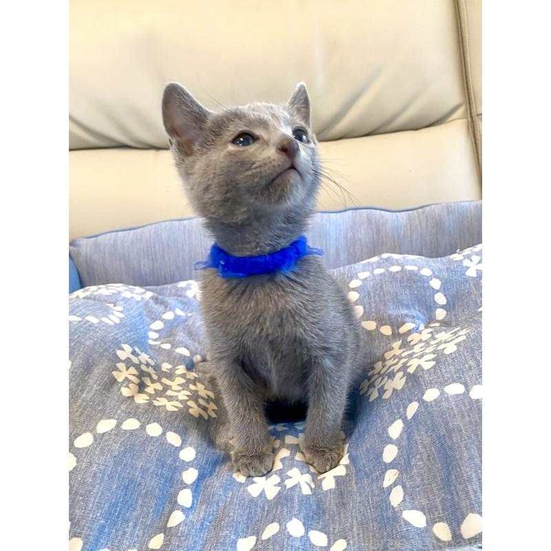 販売中の東京都のロシアンブルー-136803の9枚目