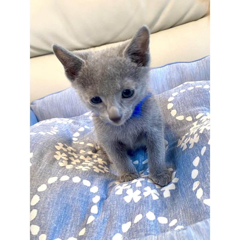 販売中の東京都のロシアンブルー-136803の8枚目