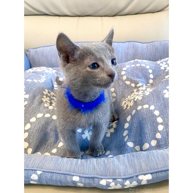 販売中の東京都のロシアンブルー-136803の6枚目