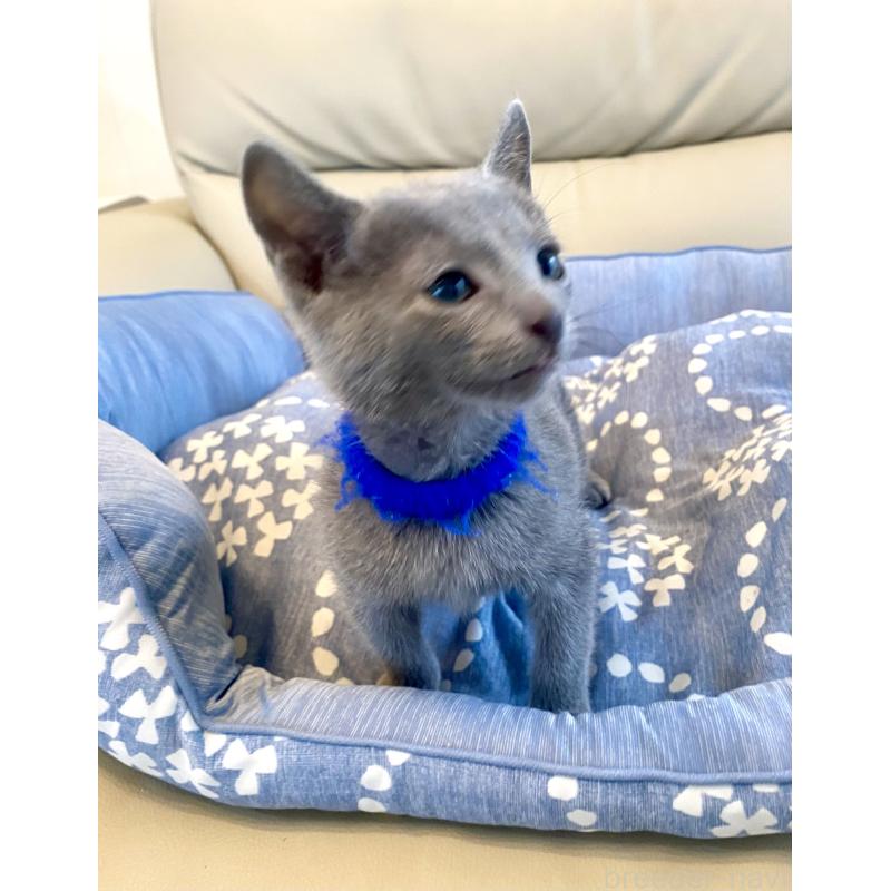 販売中の東京都のロシアンブルー-136803の1枚目