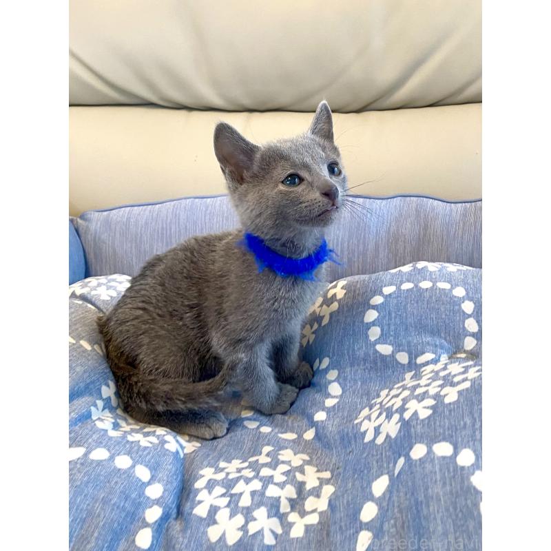 販売中の東京都のロシアンブルー-136803の5枚目