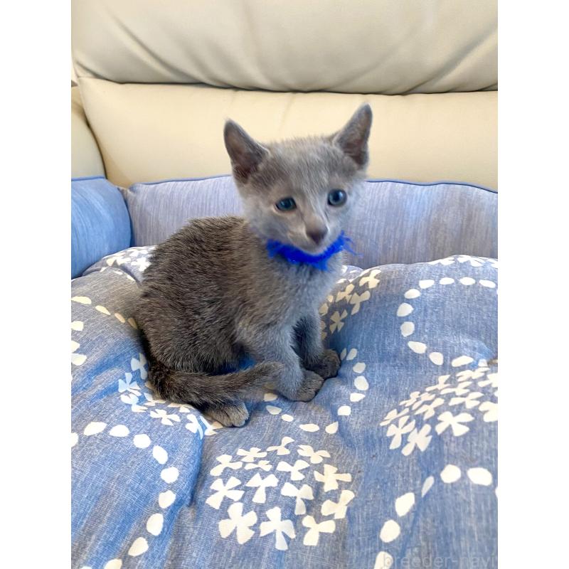 販売中の東京都のロシアンブルー-136803の4枚目