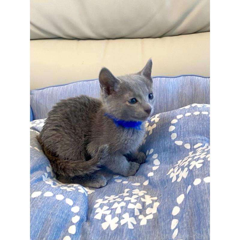 販売中の東京都のロシアンブルー-136803の2枚目