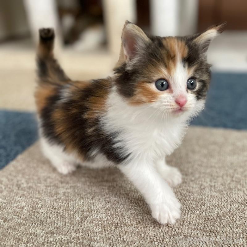 販売中の千葉県のサイベリアン-139578の5枚目