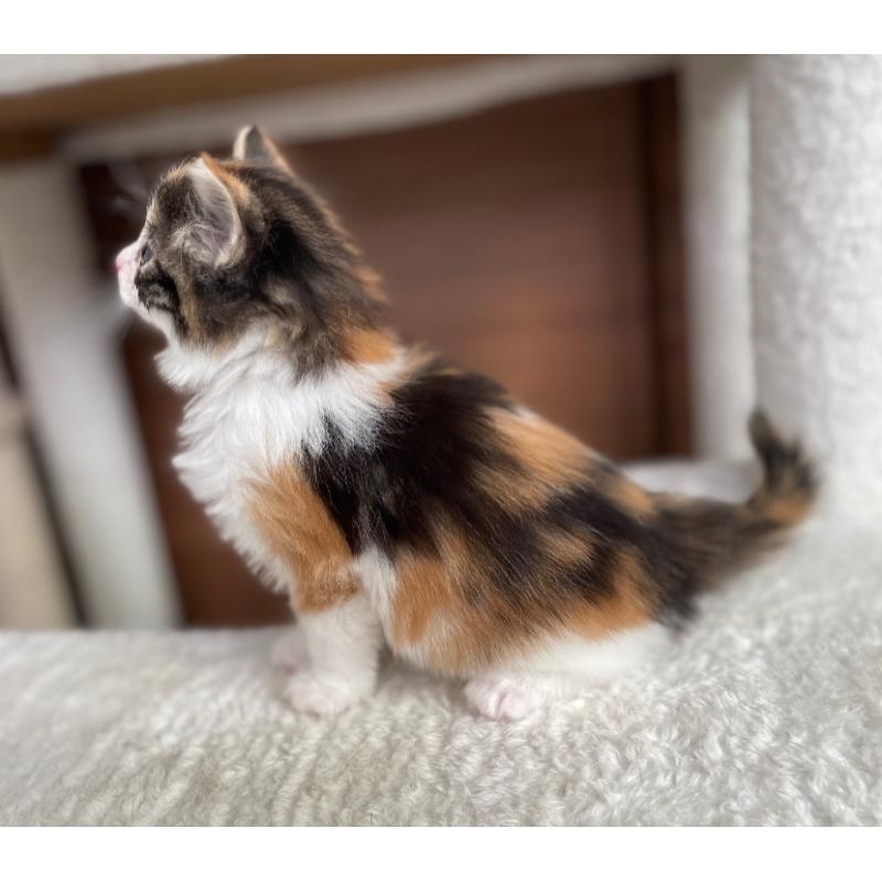 販売中の千葉県のサイベリアン-139578の4枚目