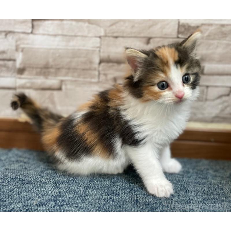 販売中の千葉県のサイベリアン-139578の2枚目