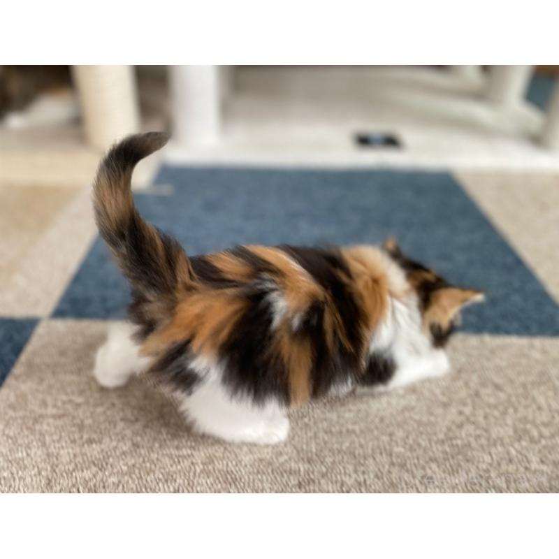 販売中の千葉県のサイベリアン-139578の3枚目