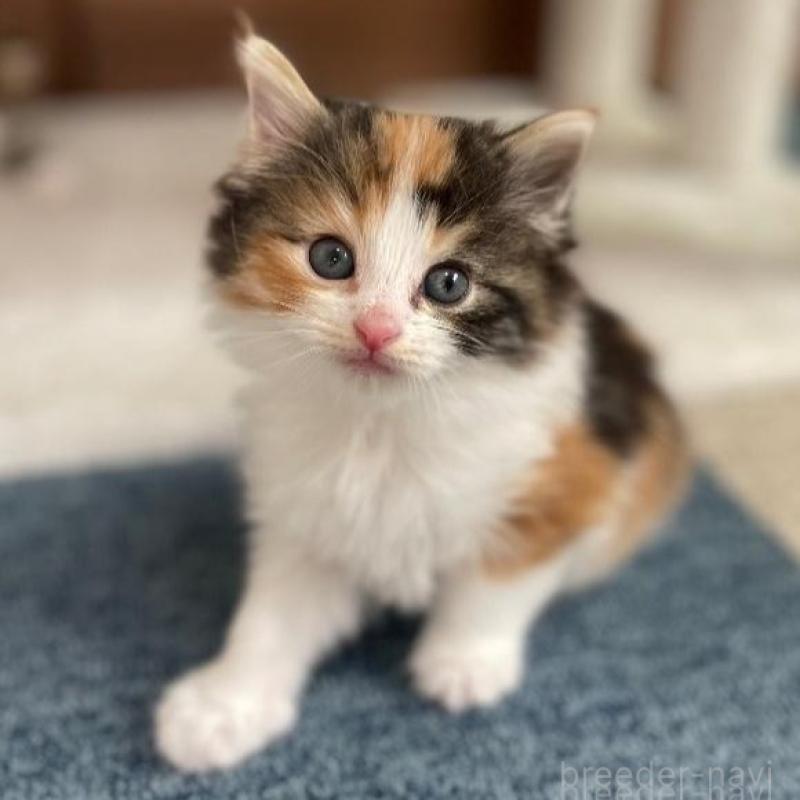 販売中の千葉県のサイベリアン-139578の1枚目