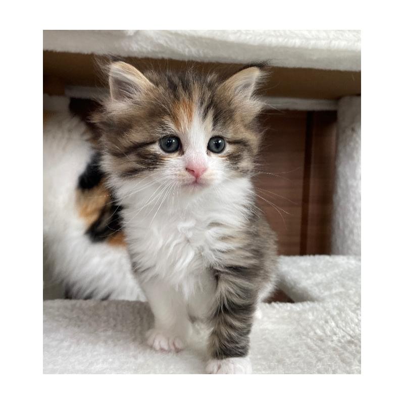 販売中の千葉県のサイベリアン-139579の4枚目