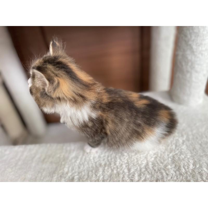 販売中の千葉県のサイベリアン-139579の3枚目