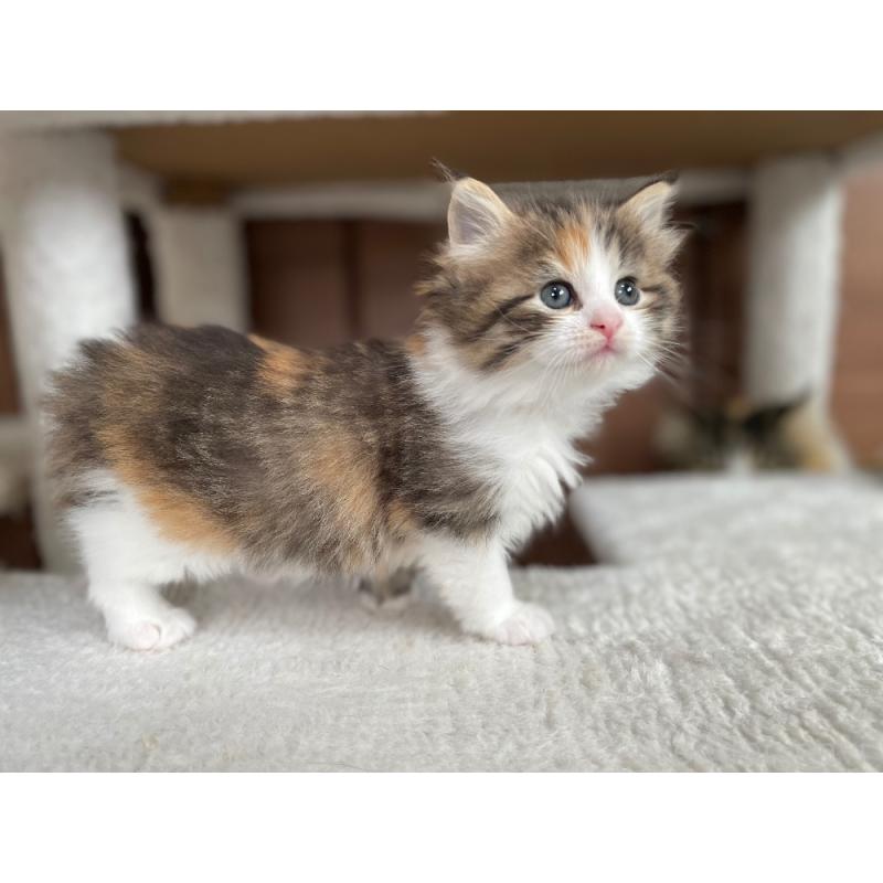 販売中の千葉県のサイベリアン-139579の2枚目