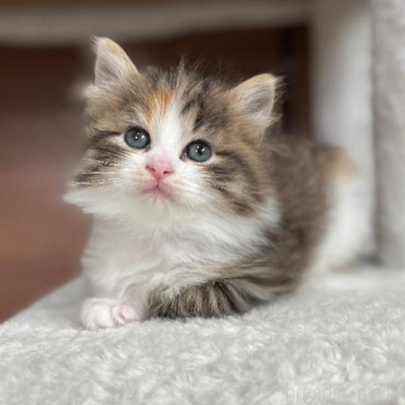 販売中の千葉県のサイベリアン-139579