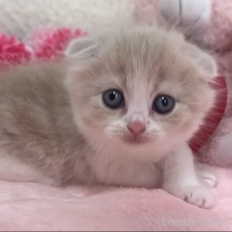 販売中の京都府のスコティッシュフォールド(折れ耳)-139581の1枚目