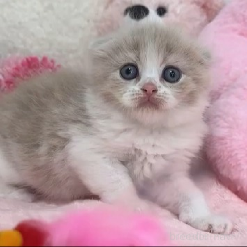 販売中の京都府のスコティッシュフォールド(折れ耳)-139581の2枚目