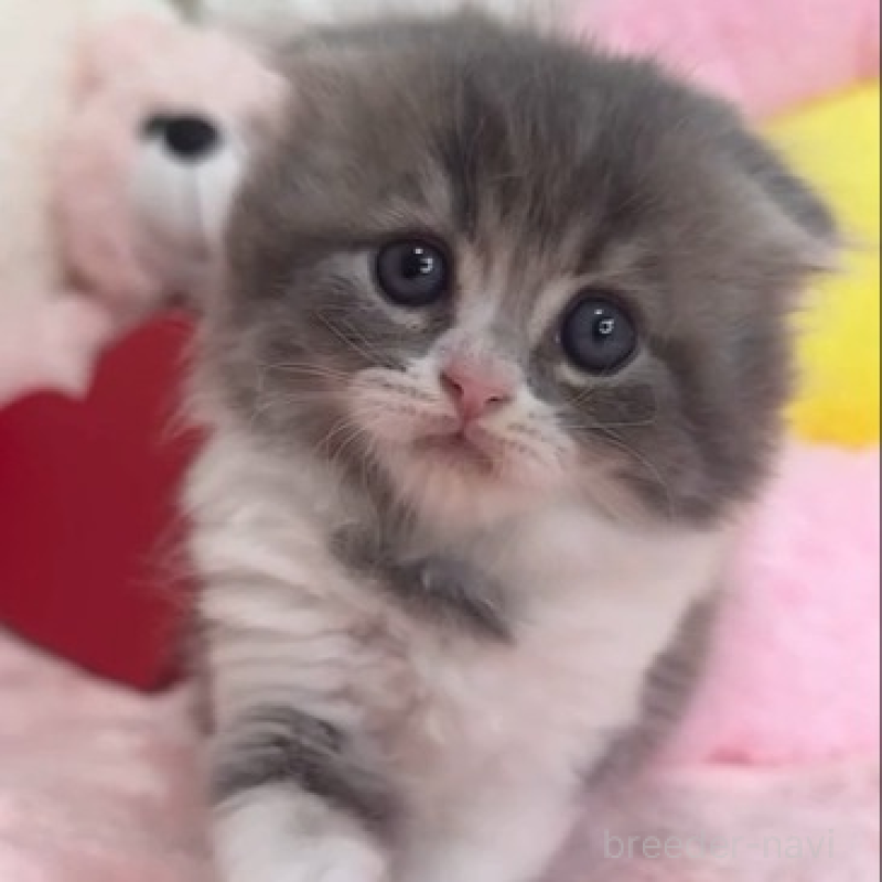 販売中の京都府のスコティッシュフォールド(折れ耳)-139582