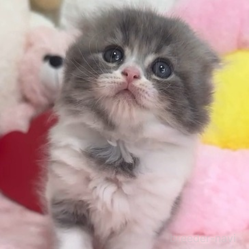 販売中の京都府のスコティッシュフォールド(折れ耳)-139582の2枚目