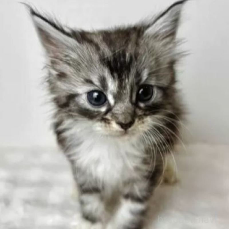 販売中の三重県のメインクーン-139583の1枚目