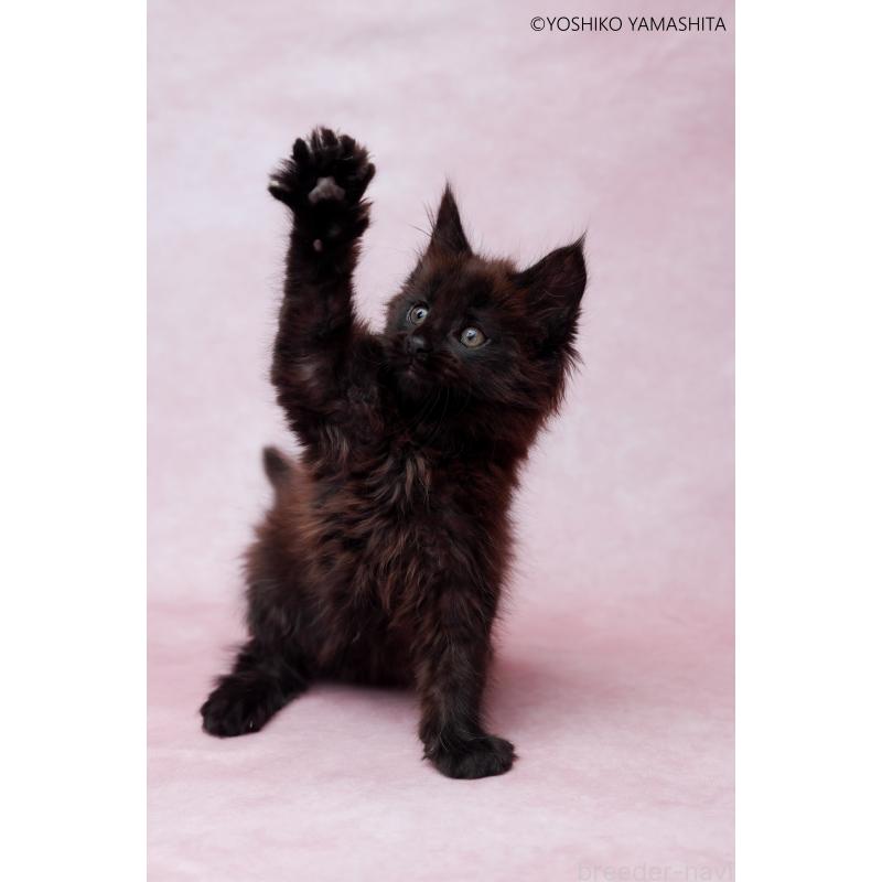 販売中の東京都のメインクーン-139584の4枚目