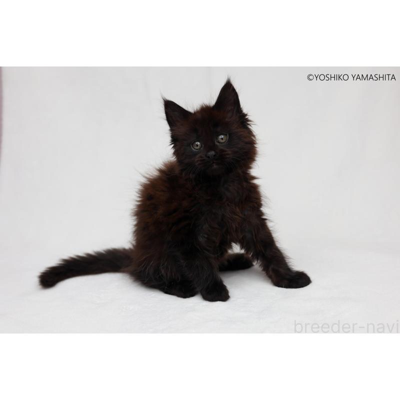 販売中の東京都のメインクーン-139584の3枚目