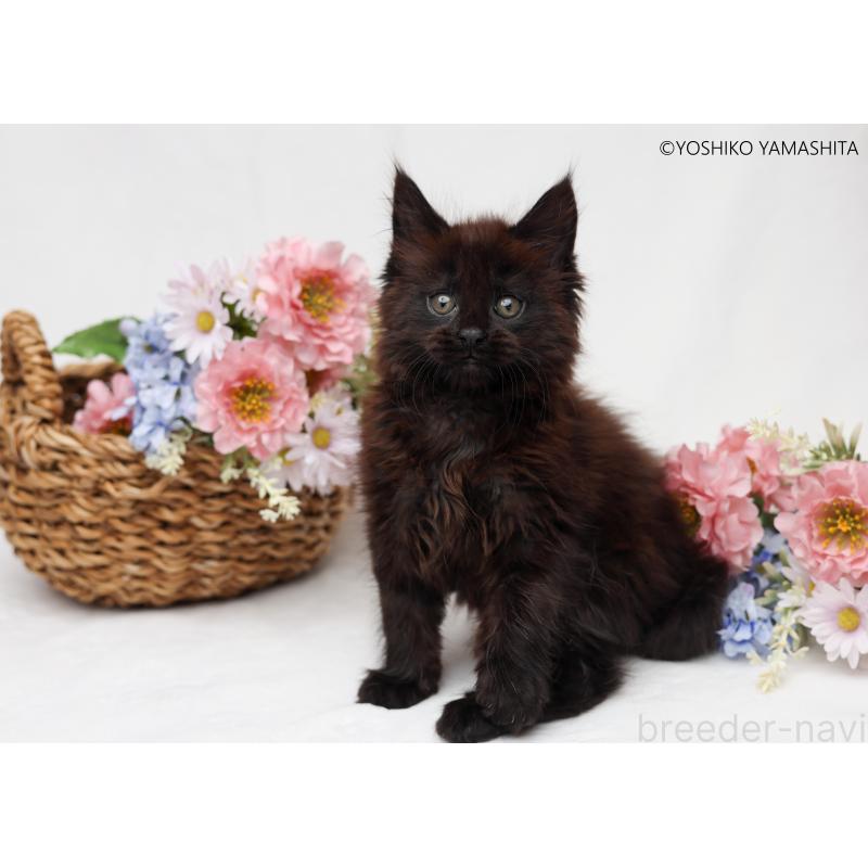 販売中の東京都のメインクーン-139584の2枚目