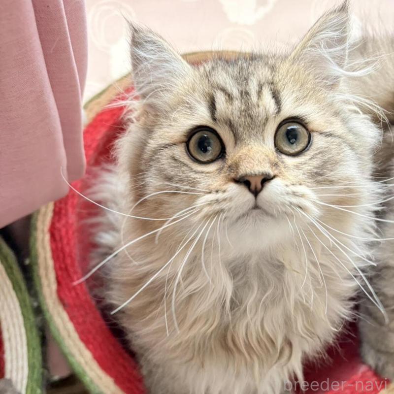 販売中の北海道のペルシャ(チンチラ)-139585の3枚目