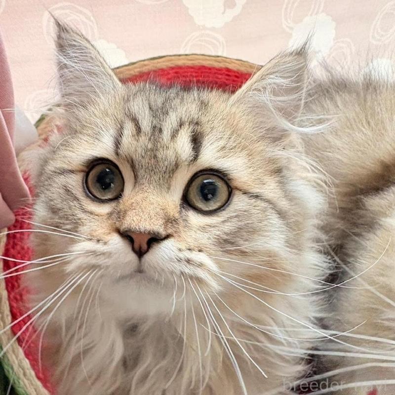 販売中の北海道のペルシャ(チンチラ)-139585の2枚目