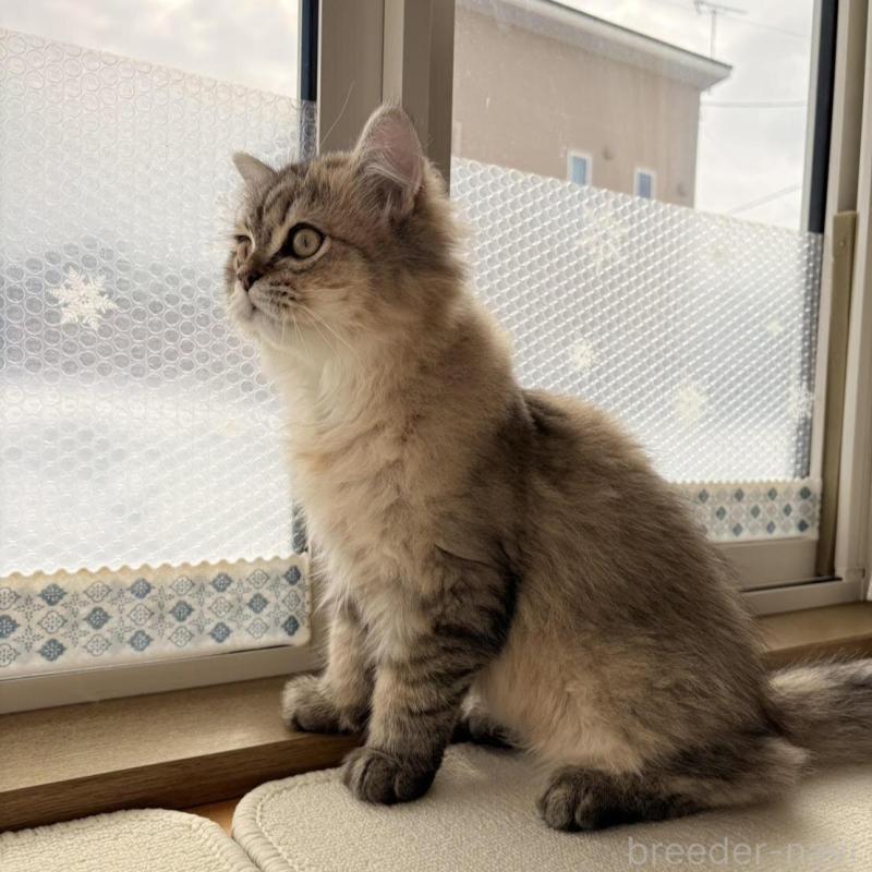 販売中の北海道のペルシャ(チンチラ)-139586の4枚目