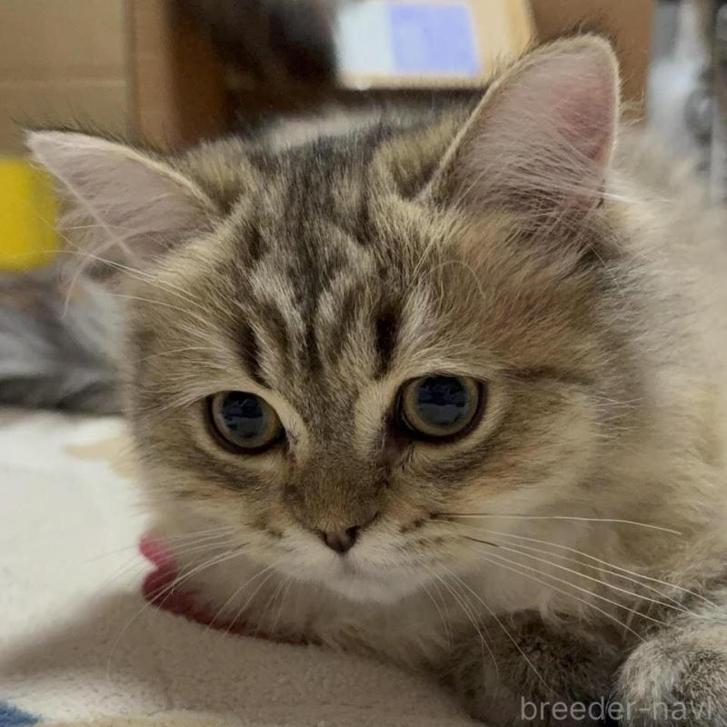 販売中の北海道のペルシャ(チンチラ)-139586の3枚目