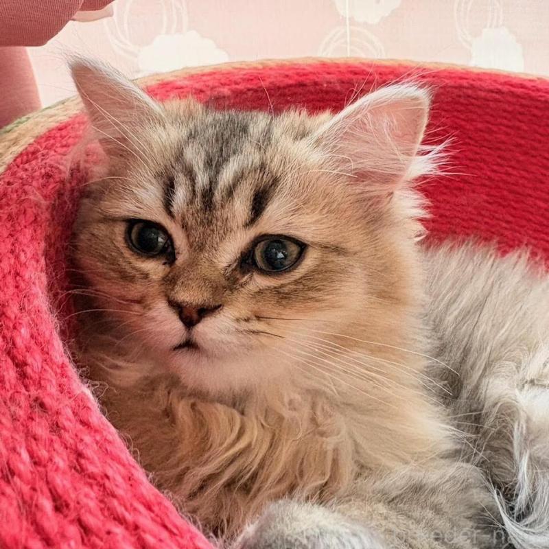 販売中の北海道のペルシャ(チンチラ)-139586の2枚目