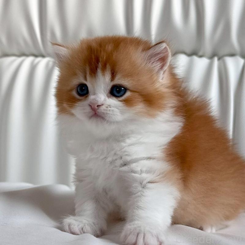 販売中の福岡県のスコティッシュフォールド-139587の10枚目