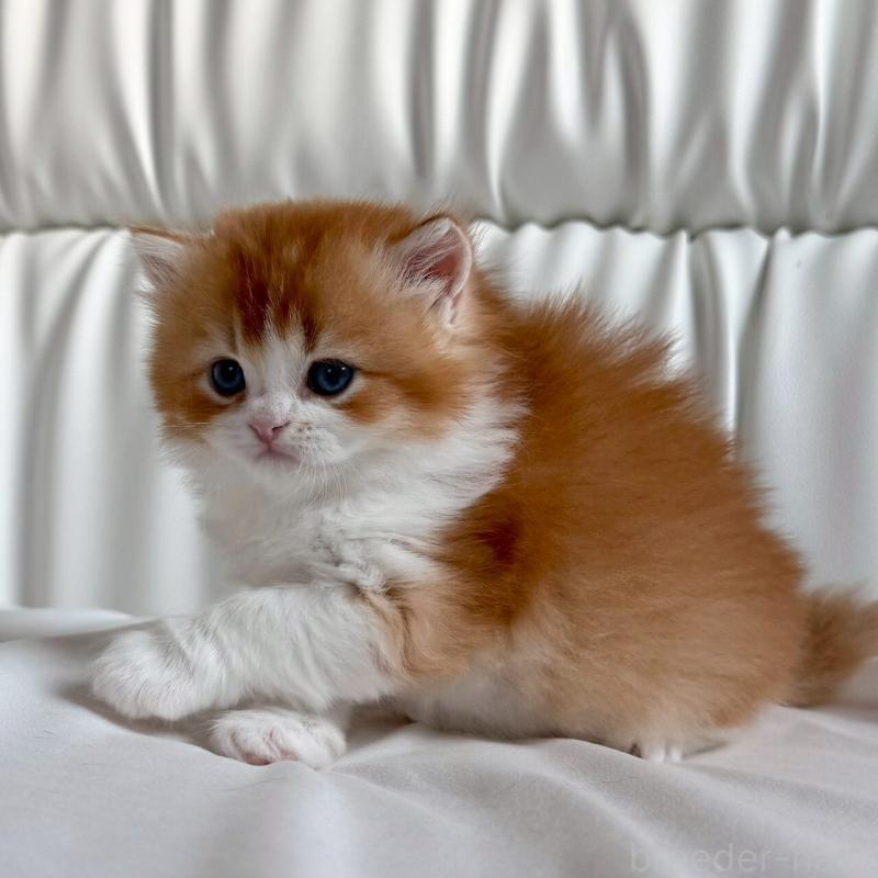 販売中の福岡県のスコティッシュフォールド-139587の9枚目