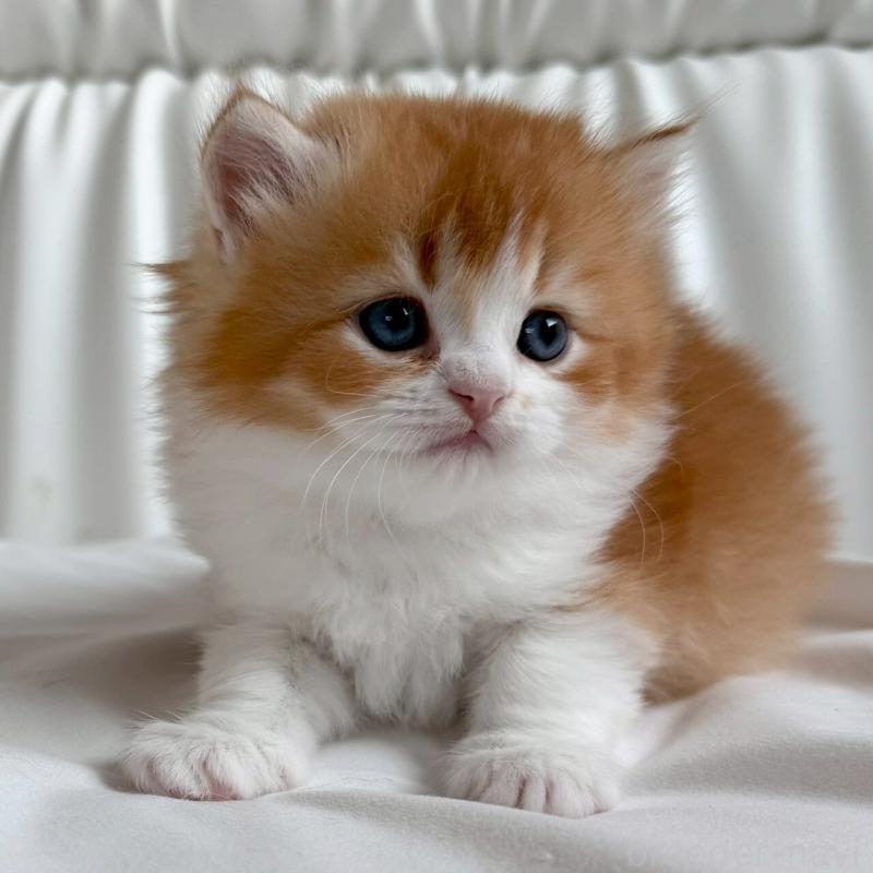 販売中の福岡県のスコティッシュフォールド-139587の7枚目