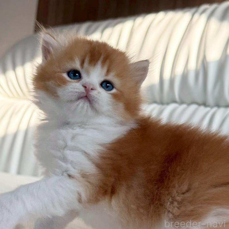 販売中の福岡県のスコティッシュフォールド-139587の6枚目