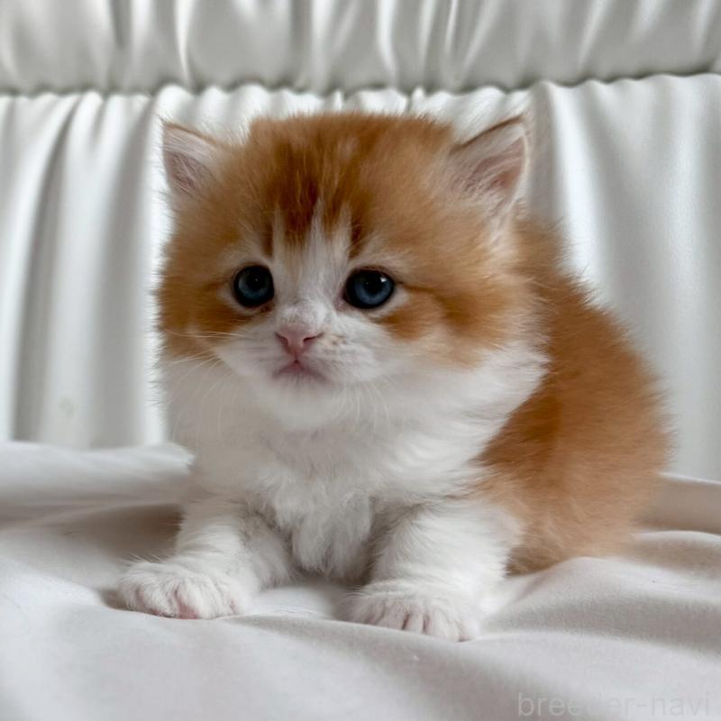 販売中の福岡県のスコティッシュフォールド-139587の5枚目