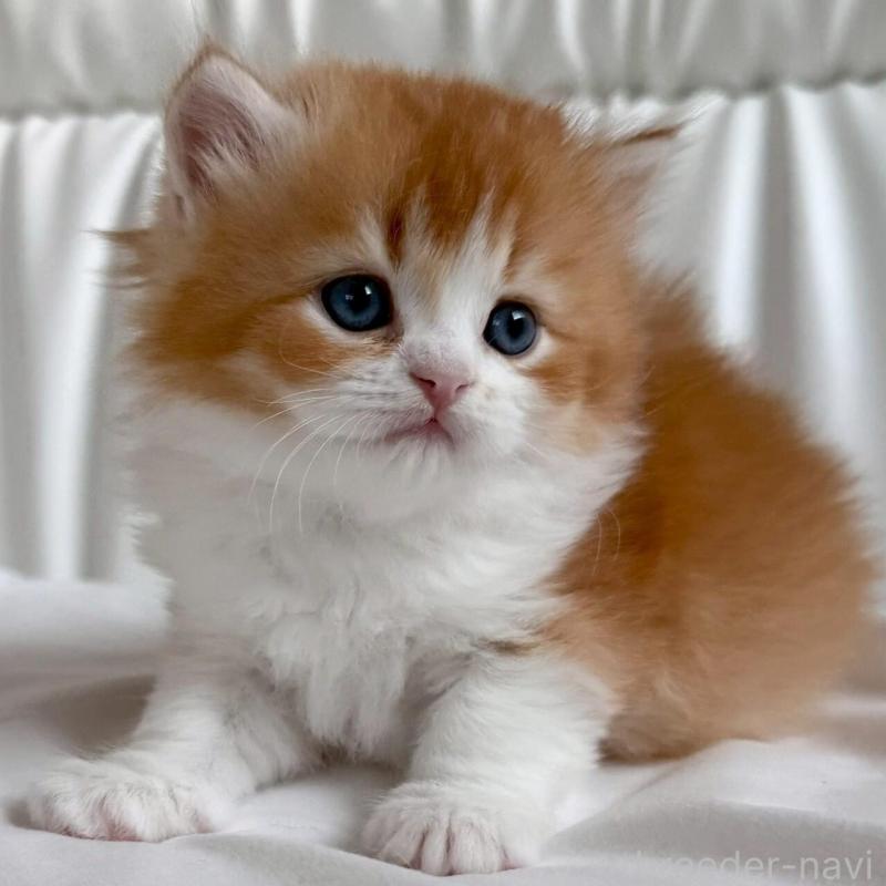 販売中の福岡県のスコティッシュフォールド-139587の3枚目