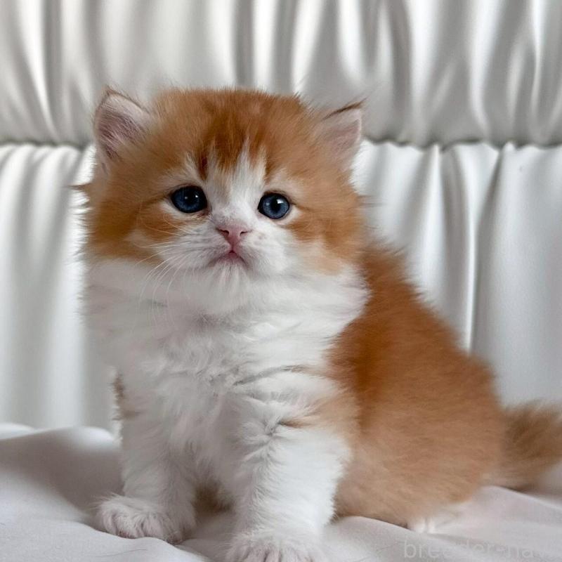 販売中の福岡県のスコティッシュフォールド-139587の2枚目