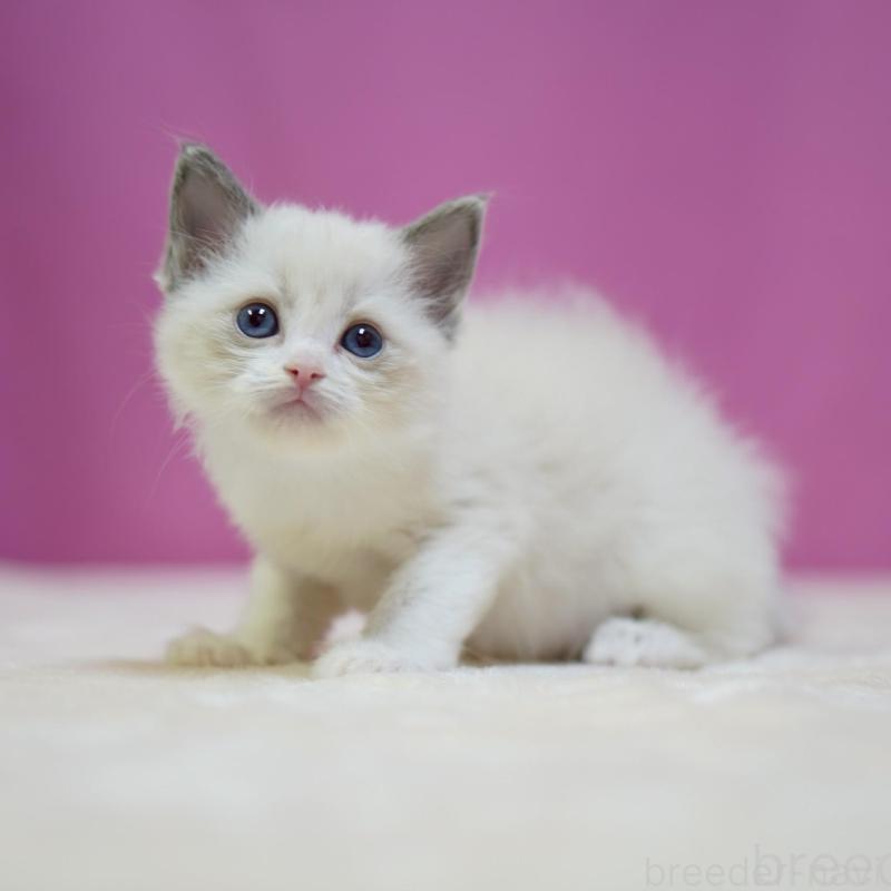 販売中の埼玉県のラグドール-139588の6枚目