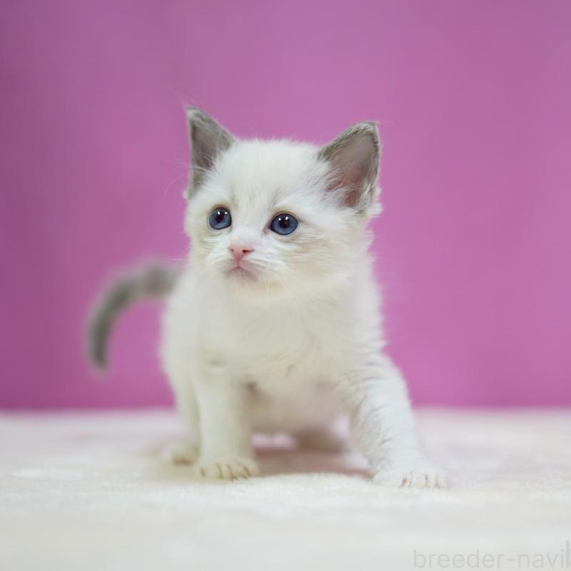 販売中の埼玉県のラグドール-139588の5枚目