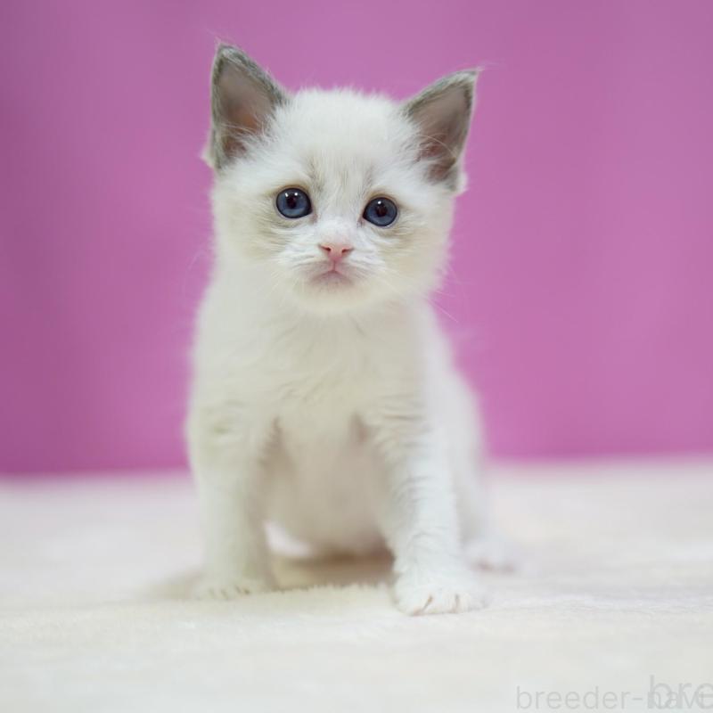 販売中の埼玉県のラグドール-139588の4枚目