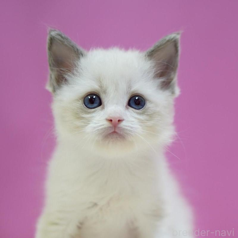 販売中の埼玉県のラグドール-139588の1枚目