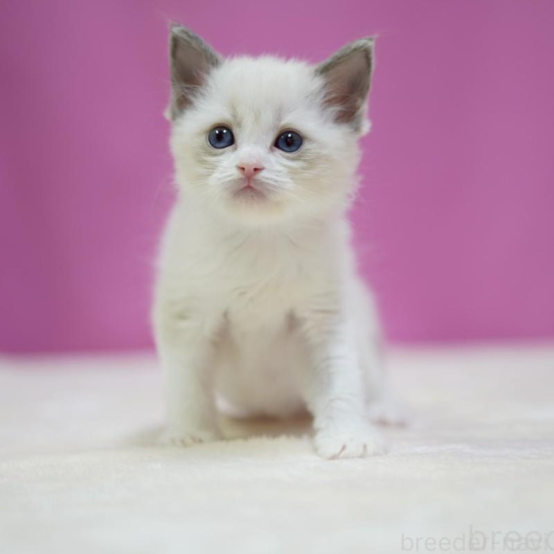 販売中の埼玉県のラグドール-139588の3枚目