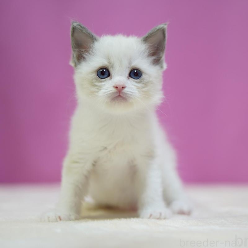 販売中の埼玉県のラグドール-139588の2枚目