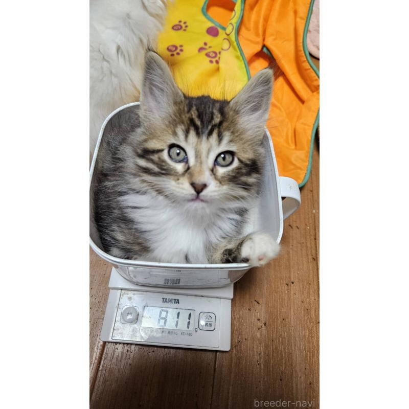 販売中の東京都のメインクーン-139589の7枚目