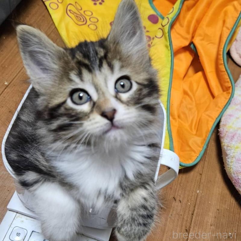 販売中の東京都のメインクーン-139589の1枚目